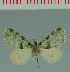  (Piercia serena - MNVD-00213-F10)  @13 [ ] Copyright (2010) Unspecified Research Collection of Timm Karisch
