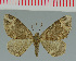  (Xanthorhoe exorista - MNVD-00213-G12)  @14 [ ] Copyright (2010) Unspecified Research Collection of Timm Karisch