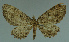  ( - MNVD-11446-A01)  @11 [ ] CreativeCommons - Attribution Non-Commercial (2011) Timm Karisch Museum fuer Naturkunde und Vorgeschichte Dessau