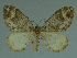  (Xanthorhoe alticola - MNVD-11446-A05)  @14 [ ] CreativeCommons - Attribution Non-Commercial (2011) Timm Karisch Museum fuer Naturkunde und Vorgeschichte Dessau