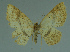  (Asthenotricha sp - MNVD-11446-A06)  @13 [ ] CreativeCommons - Attribution Non-Commercial (2011) Timm Karisch Museum fuer Naturkunde und Vorgeschichte Dessau