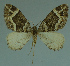  ( - MNVD-11446-A07)  @13 [ ] CreativeCommons - Attribution Non-Commercial (2011) Timm Karisch Museum fuer Naturkunde und Vorgeschichte Dessau