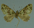  (Piercia kuehnei - MNVD-11446-A11)  @13 [ ] CreativeCommons - Attribution Non-Commercial (2011) Timm Karisch Museum fuer Naturkunde und Vorgeschichte Dessau