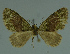  ( - MNVD-11446-A12)  @12 [ ] CreativeCommons - Attribution Non-Commercial (2011) Timm Karisch Museum fuer Naturkunde und Vorgeschichte Dessau