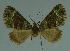  (Piercia sp - MNVD-11446-B01)  @13 [ ] CreativeCommons - Attribution Non-Commercial (2011) Timm Karisch Museum fuer Naturkunde und Vorgeschichte Dessau