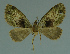  ( - MNVD-11446-B02)  @12 [ ] CreativeCommons - Attribution Non-Commercial (2011) Timm Karisch Museum fuer Naturkunde und Vorgeschichte Dessau