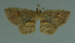  ( - MNVD-11446-B04)  @11 [ ] CreativeCommons - Attribution Non-Commercial (2011) Timm Karisch Museum fuer Naturkunde und Vorgeschichte Dessau
