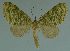  (Episteira frustrata - MNVD-11446-B06)  @13 [ ] CreativeCommons - Attribution Non-Commercial (2011) Timm Karisch Museum fuer Naturkunde und Vorgeschichte Dessau
