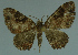 (Xanthorhoe morosa - MNVD-11446-B07)  @13 [ ] CreativeCommons - Attribution Non-Commercial (2011) Timm Karisch Museum fuer Naturkunde und Vorgeschichte Dessau