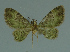  (Chloroclystis mokensis - MNVD-11446-B09)  @11 [ ] CreativeCommons - Attribution Non-Commercial (2011) Timm Karisch Museum fuer Naturkunde und Vorgeschichte Dessau