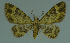  (Chloroclystis sp - MNVD-11446-B10)  @13 [ ] CreativeCommons - Attribution Non-Commercial (2011) Timm Karisch Museum fuer Naturkunde und Vorgeschichte Dessau