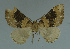  ( - MNVD-11446-C04)  @12 [ ] CreativeCommons - Attribution Non-Commercial (2011) Timm Karisch Museum fuer Naturkunde und Vorgeschichte Dessau