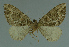  ( - MNVD-11446-C05)  @13 [ ] CreativeCommons - Attribution Non-Commercial (2011) Timm Karisch Museum fuer Naturkunde und Vorgeschichte Dessau