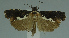  ( - MNVD-11446-C10)  @11 [ ] CreativeCommons - Attribution Non-Commercial (2011) Timm Karisch Museum fuer Naturkunde und Vorgeschichte Dessau