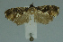  ( - MNVD-11446-C11)  @11 [ ] CreativeCommons - Attribution Non-Commercial (2011) Timm Karisch Museum fuer Naturkunde und Vorgeschichte Dessau