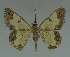  ( - MNVD-11446-D01)  @14 [ ] CreativeCommons - Attribution Non-Commercial (2011) Timm Karisch Museum fuer Naturkunde und Vorgeschichte Dessau