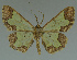  ( - MNVD-11446-D02)  @12 [ ] CreativeCommons - Attribution Non-Commercial (2011) Timm Karisch Museum fuer Naturkunde und Vorgeschichte Dessau