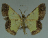  ( - MNVD-11446-D03)  @13 [ ] CreativeCommons - Attribution Non-Commercial (2011) Timm Karisch Museum fuer Naturkunde und Vorgeschichte Dessau