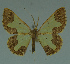  ( - MNVD-11446-D05)  @14 [ ] CreativeCommons - Attribution Non-Commercial (2011) Timm Karisch Museum fuer Naturkunde und Vorgeschichte Dessau
