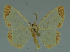  (Zamarada dilucida - MNVD-11446-D07)  @13 [ ] CreativeCommons - Attribution Non-Commercial (2011) Timm Karisch Museum fuer Naturkunde und Vorgeschichte Dessau