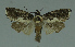  ( - MNVD-11446-D10)  @11 [ ] CreativeCommons - Attribution Non-Commercial (2011) Timm Karisch Museum fuer Naturkunde und Vorgeschichte Dessau