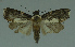  ( - MNVD-11446-D11)  @12 [ ] CreativeCommons - Attribution Non-Commercial (2011) Timm Karisch Museum fuer Naturkunde und Vorgeschichte Dessau