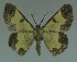  ( - MNVD-11446-E03)  @14 [ ] CreativeCommons - Attribution Non-Commercial (2011) Timm Karisch Museum fuer Naturkunde und Vorgeschichte Dessau