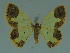  ( - MNVD-11446-E08)  @14 [ ] CreativeCommons - Attribution Non-Commercial (2011) Timm Karisch Museum fuer Naturkunde und Vorgeschichte Dessau