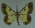  ( - MNVD-11446-F01)  @14 [ ] CreativeCommons - Attribution Non-Commercial (2011) Timm Karisch Museum fuer Naturkunde und Vorgeschichte Dessau