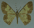  ( - MNVD-11446-F04)  @14 [ ] CreativeCommons - Attribution Non-Commercial (2011) Timm Karisch Museum fuer Naturkunde und Vorgeschichte Dessau