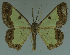  ( - MNVD-11446-F05)  @14 [ ] CreativeCommons - Attribution Non-Commercial (2011) Timm Karisch Museum fuer Naturkunde und Vorgeschichte Dessau