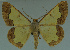  ( - MNVD-11446-F07)  @14 [ ] CreativeCommons - Attribution Non-Commercial (2011) Timm Karisch Museum fuer Naturkunde und Vorgeschichte Dessau