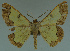  ( - MNVD-11446-F08)  @14 [ ] CreativeCommons - Attribution Non-Commercial (2011) Timm Karisch Museum fuer Naturkunde und Vorgeschichte Dessau