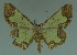  ( - MNVD-11446-F10)  @13 [ ] CreativeCommons - Attribution Non-Commercial (2011) Timm Karisch Museum fuer Naturkunde und Vorgeschichte Dessau