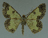 ( - MNVD-11446-G02)  @14 [ ] CreativeCommons - Attribution Non-Commercial (2011) Timm Karisch Museum fuer Naturkunde und Vorgeschichte Dessau