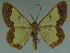  ( - MNVD-11446-G03)  @14 [ ] CreativeCommons - Attribution Non-Commercial (2011) Timm Karisch Museum fuer Naturkunde und Vorgeschichte Dessau