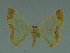  ( - MNVD-11446-G05)  @12 [ ] CreativeCommons - Attribution Non-Commercial (2011) Timm Karisch Museum fuer Naturkunde und Vorgeschichte Dessau