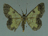  ( - MNVD-11446-G06)  @14 [ ] CreativeCommons - Attribution Non-Commercial (2011) Timm Karisch Museum fuer Naturkunde und Vorgeschichte Dessau