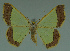  ( - MNVD-11446-G10)  @14 [ ] CreativeCommons - Attribution Non-Commercial (2011) Timm Karisch Museum fuer Naturkunde und Vorgeschichte Dessau