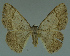  (Pycnostega sp - MNVD-11446-G11)  @13 [ ] CreativeCommons - Attribution Non-Commercial (2011) Timm Karisch Museum fuer Naturkunde und Vorgeschichte Dessau