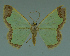  ( - MNVD-11446-H02)  @14 [ ] CreativeCommons - Attribution Non-Commercial (2011) Timm Karisch Museum fuer Naturkunde und Vorgeschichte Dessau