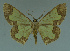  ( - MNVD-11446-H05)  @13 [ ] CreativeCommons - Attribution Non-Commercial (2011) Timm Karisch Museum fuer Naturkunde und Vorgeschichte Dessau