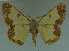  ( - MNVD-11446-H09)  @14 [ ] CreativeCommons - Attribution Non-Commercial (2011) Timm Karisch Museum fuer Naturkunde und Vorgeschichte Dessau