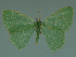  ( - MNVD-11446-H10)  @14 [ ] CreativeCommons - Attribution Non-Commercial (2011) Timm Karisch Museum fuer Naturkunde und Vorgeschichte Dessau