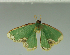  (Bathycolpodes nr. anisotes - MNVD-11449-H03)  @11 [ ] CreativeCommons - Attribution Non-Commercial (2018) T. Karisch MNVD