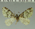  (Piercia BOLD:ADR4158 - MNVD-11449-H05)  @11 [ ] CreativeCommons - Attribution Non-Commercial (2018) T. Karisch MNVD