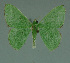  ( - MNVD-11450-A02)  @13 [ ] CreativeCommons - Attribution Non-Commercial (2011) Timm Karisch Museum fuer Naturkunde und Vorgeschichte Dessau