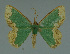  (Bathycolpodes explanata - MNVD-11450-A09)  @13 [ ] CreativeCommons - Attribution Non-Commercial (2011) Timm Karisch Museum fuer Naturkunde und Vorgeschichte Dessau