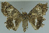  ( - MNVD-11450-C01)  @13 [ ] CreativeCommons - Attribution Non-Commercial (2011) Timm Karisch Museum fuer Naturkunde und Vorgeschichte Dessau