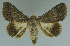 ( - MNVD-11450-C03)  @14 [ ] CreativeCommons - Attribution Non-Commercial (2011) Timm Karisch Museum fuer Naturkunde und Vorgeschichte Dessau